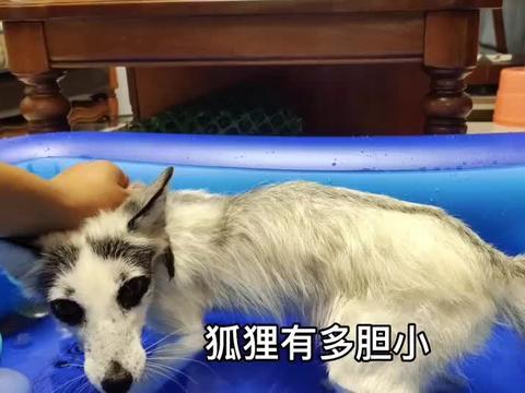 最新宠物爆料视频下载,视频下载背后的精彩瞬间 第3张 最新宠物爆料视频下载,视频下载背后的精彩瞬间 第3张